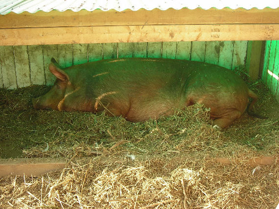 Resting Pig
